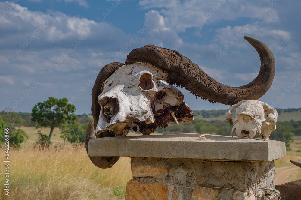 Water Buffalo skull sitting on a stone fence post in Serengeti Tanzania