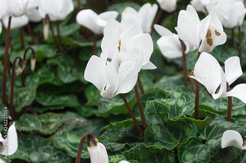 Fototapeta Naklejka Na Ścianę i Meble -  Close up of white cyclamen flowers blossom in garden.