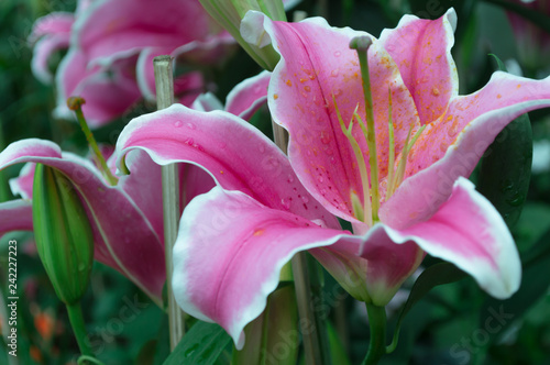 Fototapeta Naklejka Na Ścianę i Meble -  Pink lilly flowers and green leaf background in the garden.