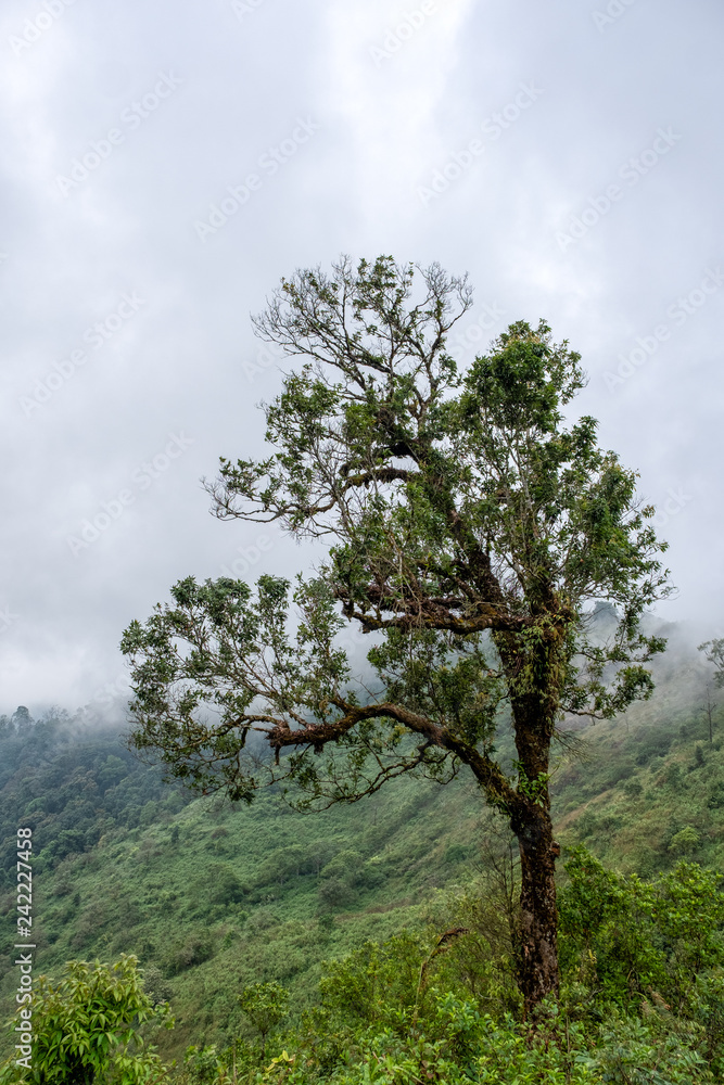 Landscape image of a tree with greenery rainforest and hills on foggy day Landscape image of a tree with greenery rainforest and hills on foggy day