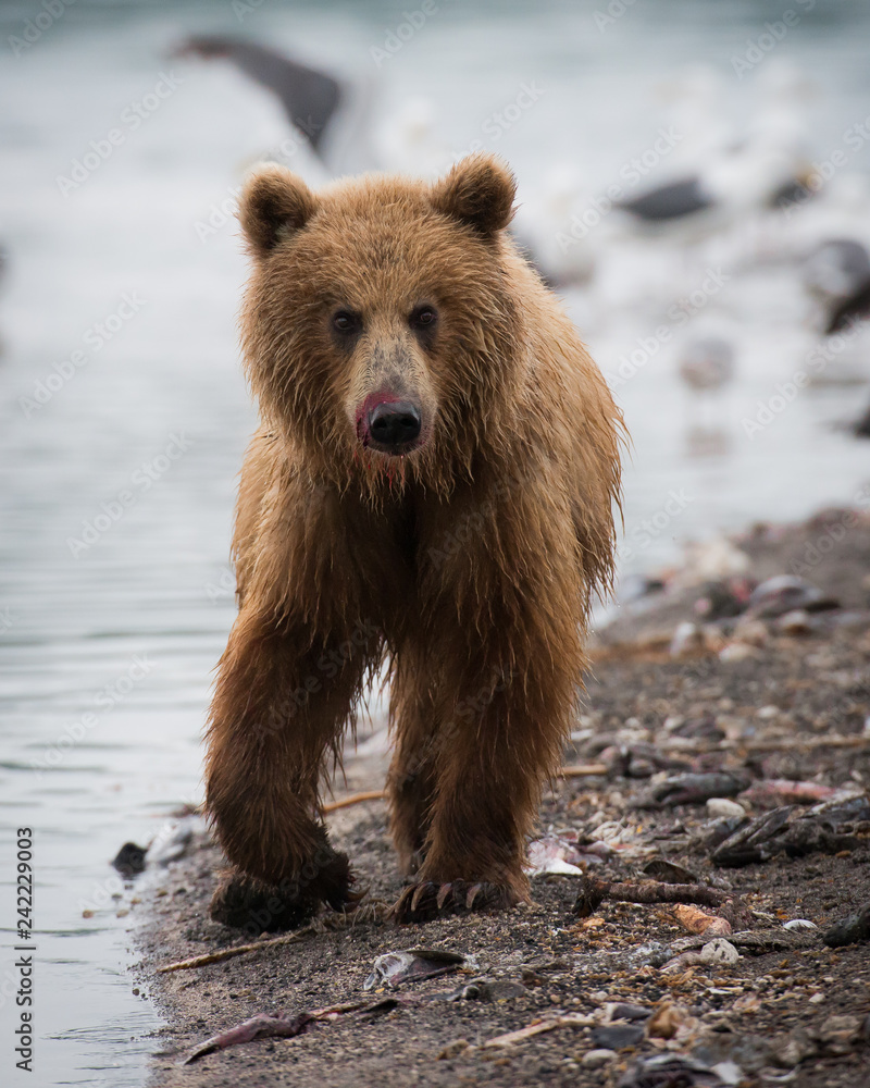 Fototapeta premium Russian Brown Bear
