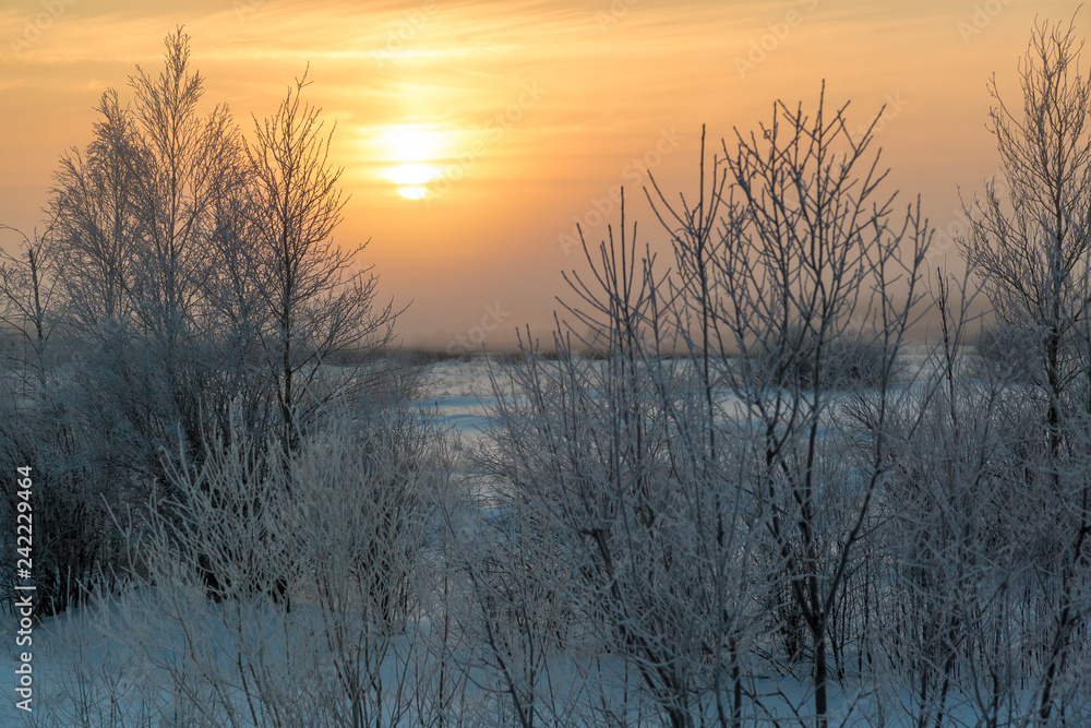 Sunset over the shallow forest in January Sunset over the shallow forest in January