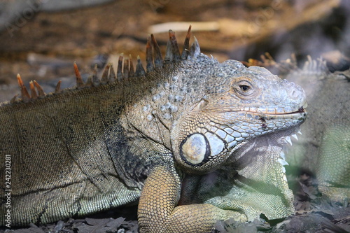 Iguana sombra