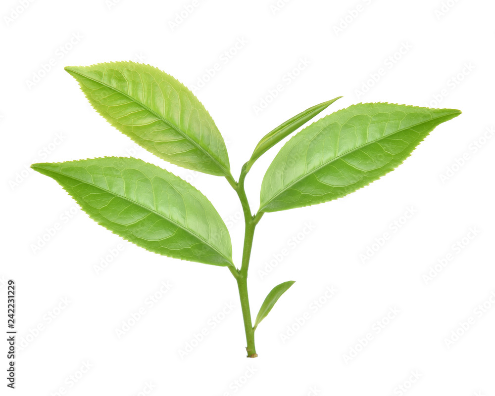Obraz premium Green tea leaf isolated on white background