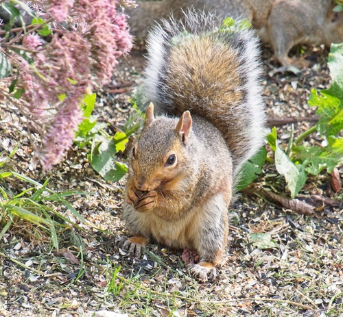 Squirrel Eating