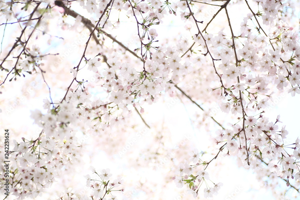 朝日を浴びる桜の花