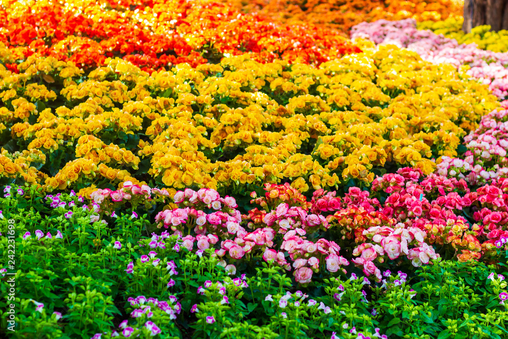 Obraz premium Beautiful garden of colorful flowers