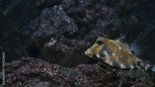 A humpback turretfish, commonly called camel cowfish, moves his fins and  bumps a rock, and spins. photo