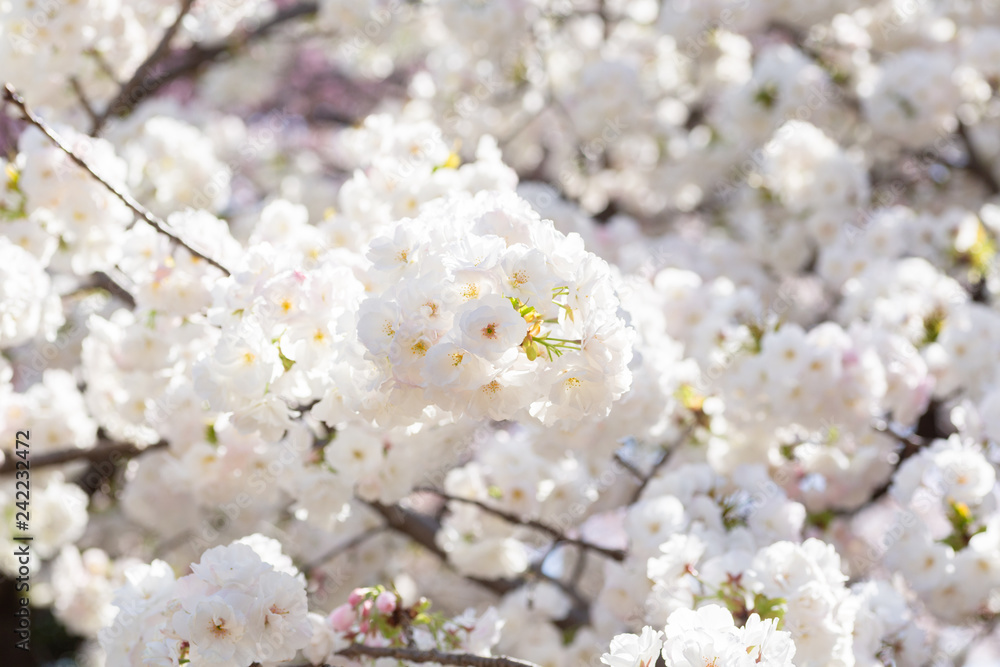 豪華な桜の花 豪華な桜の花