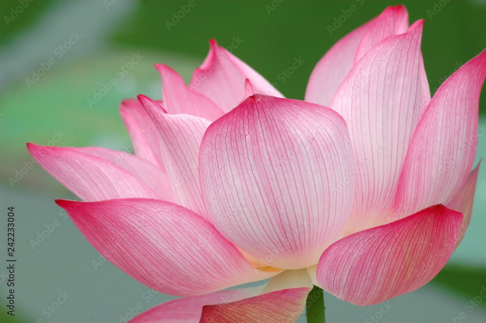 blooming lotus flower in summer pond with green leaves as background blooming lotus flower in summer pond with green leaves as background
