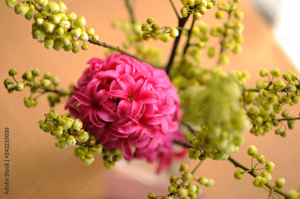 ヒヤシンス生け花切り花切花stock Photo Adobe Stock