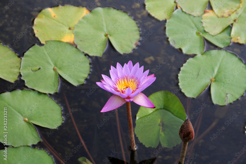 Pink lotus on the water surface Pink lotus on the water surface
