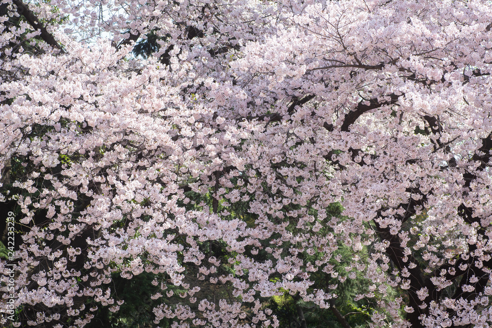 豪華に咲き誇る桜の花 豪華に咲き誇る桜の花