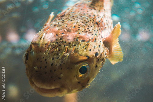 fish in aquarium photo