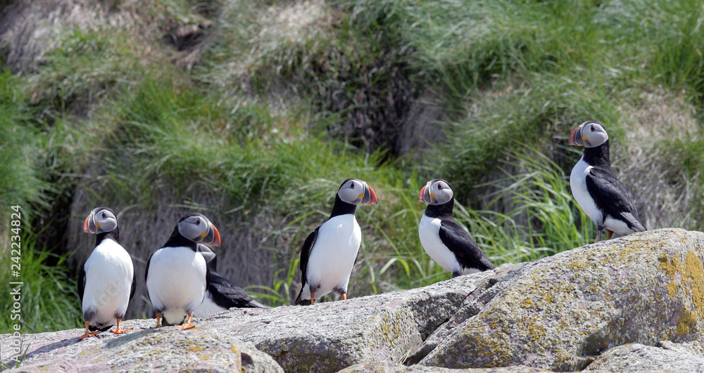 Fototapeta premium Atlantic Puffins Resting on Rocks in the Middle of the Day