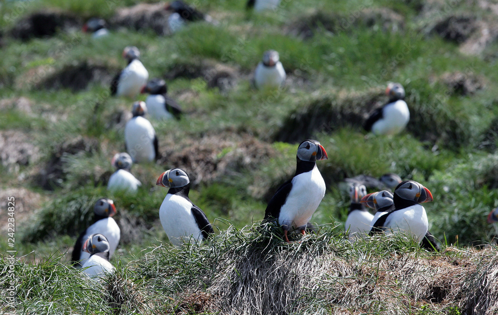 Atlantic Puffins Resting on Rocks in the Middle of the Day Atlantic Puffins Resting on Rocks in the Middle of the Day