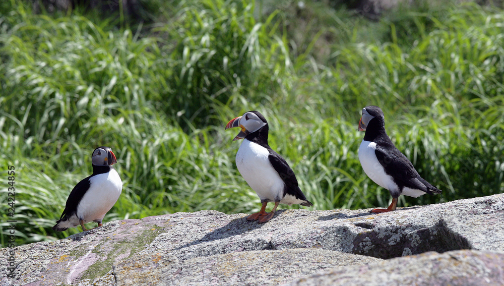 Obraz premium Atlantic Puffins Resting on Rocks in the Middle of the Day