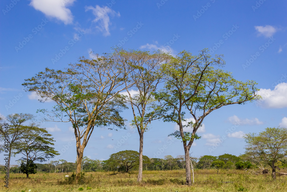 beautiful landscape in venezuela