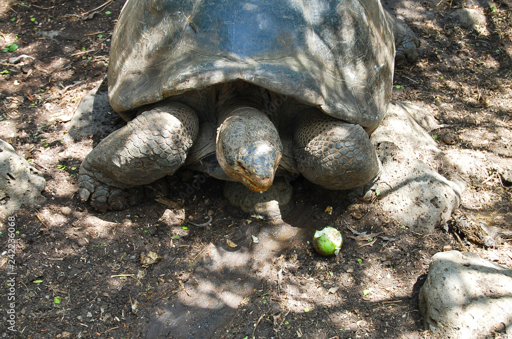 Obraz premium Giant Tortoise - Galapagos - Ecuador