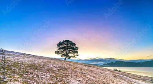 Lonely pine tree and pink grass at dawn with fog and fanciful sky welcome the new day