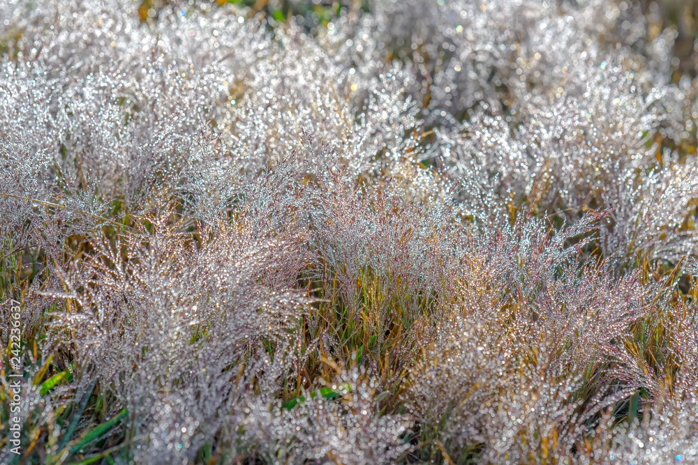 Close up pink grass in the morning when the dew on the grass seeds to create the snow sparkling in the sun is beautiful Close up pink grass in the morning when the dew on the grass seeds to create the snow sparkling in the sun is beautiful