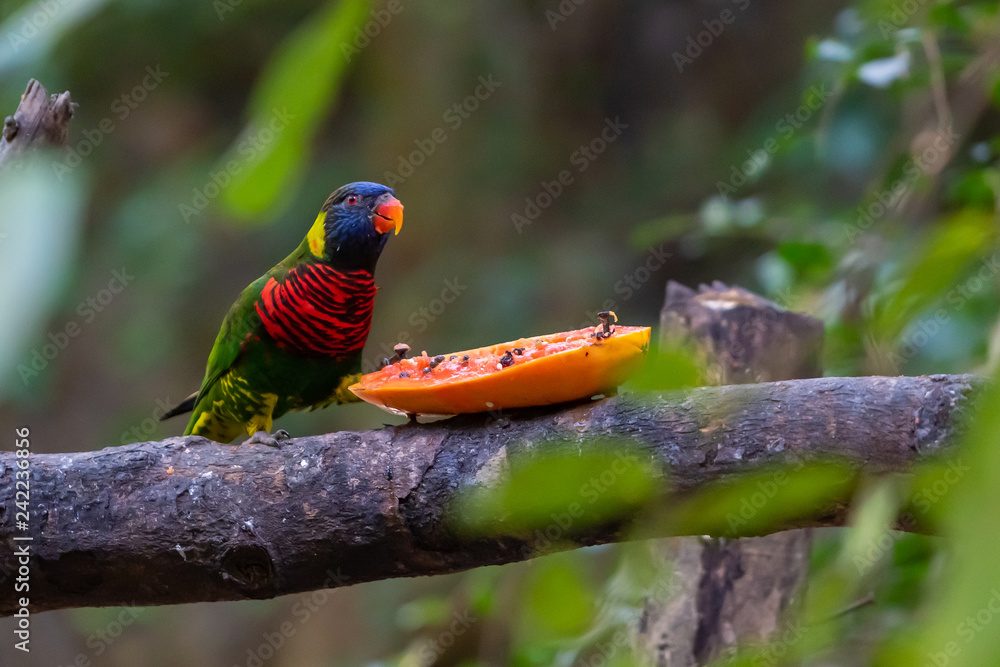 Obraz premium Rainbow Lorikeet feed on fresh papaya on a feeding perch in a zoo