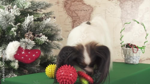 Papillon dog is playing with balls and rings near Christmas tree stock footage video photo