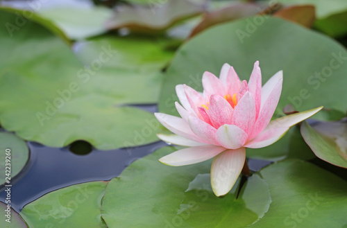 Beautiful pink Lotus flower in pond, Close-up Water lily and leaf in nature.