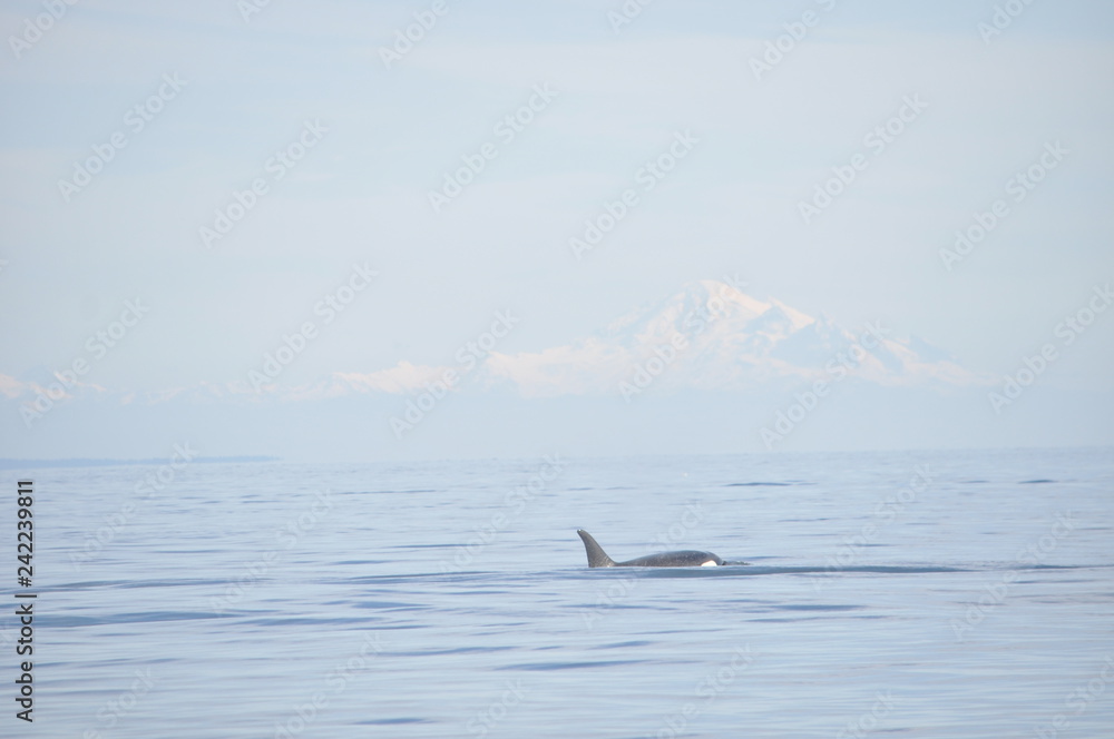 Obraz premium Pacific Northwest scenery