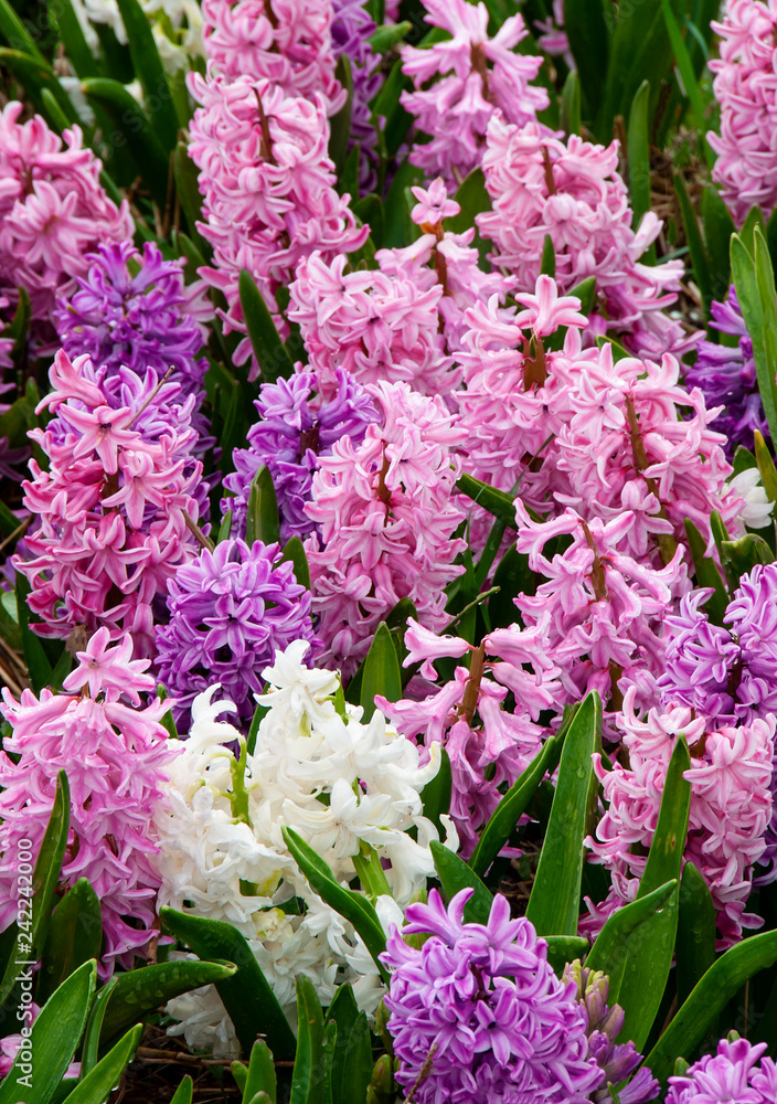 Obraz premium 506-06 Hyacinths in Bloom