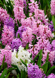 506-06 Hyacinths in Bloom