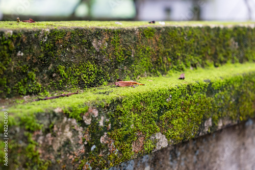 Close-up green moss lichen covered old wall photo