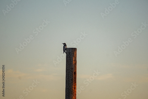 Woodpecker on a Telephone Pole