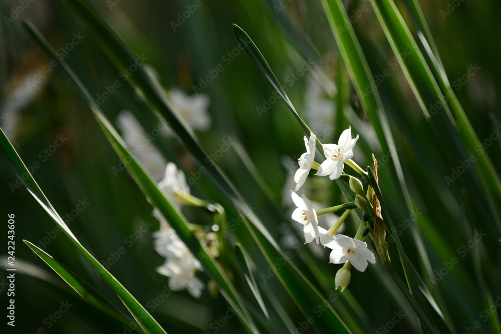 White daffodil flowers in winter. White daffodil flowers in winter.