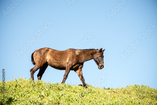 caballo marrón negro pura sangre corre prado cielo azul y calor