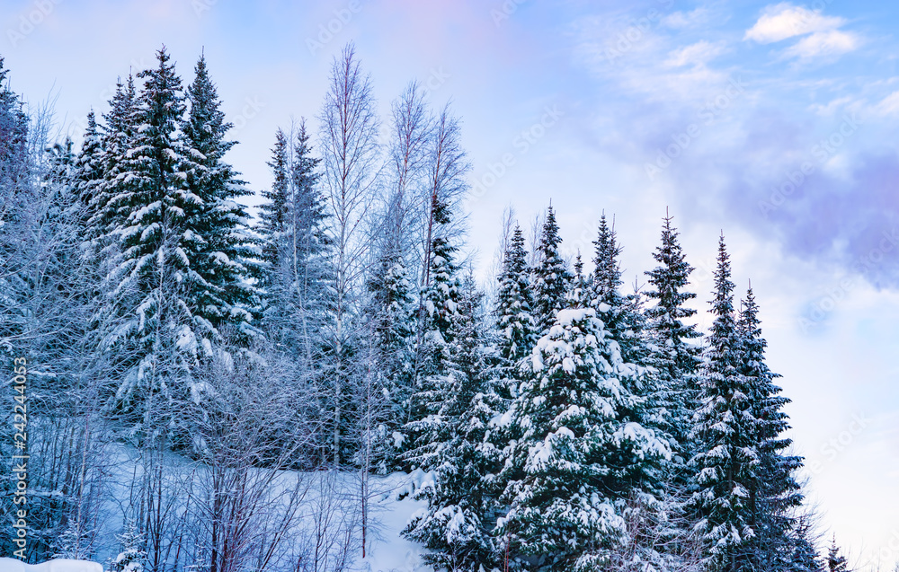 Coniferous forest, spruce in snow in frosty haze against blue sky, winter landscape,
