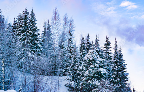 Coniferous forest, spruce in snow in frosty haze against blue sky, winter landscape,   © golubka57
