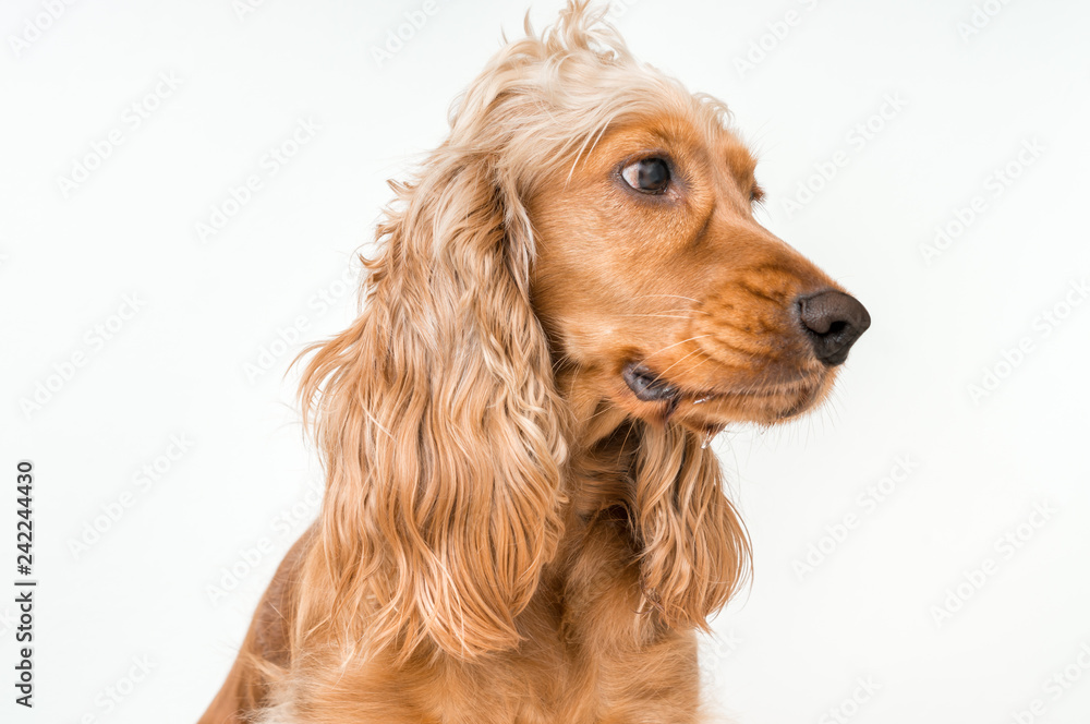 English cocker spaniel dog isolated on white