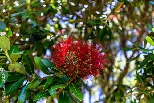 Pohutukawa red flowers blossom