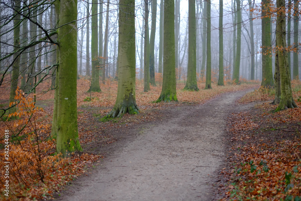 Fototapeta premium Wanderweg im Buchenwald