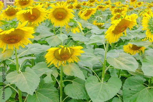 Sunflower in farm