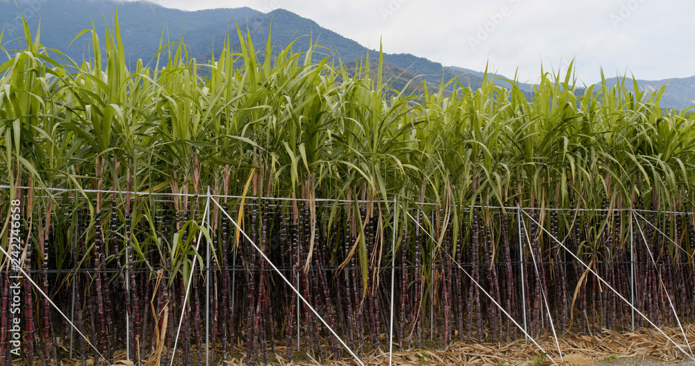 Fototapeta premium Sugar cane meadow