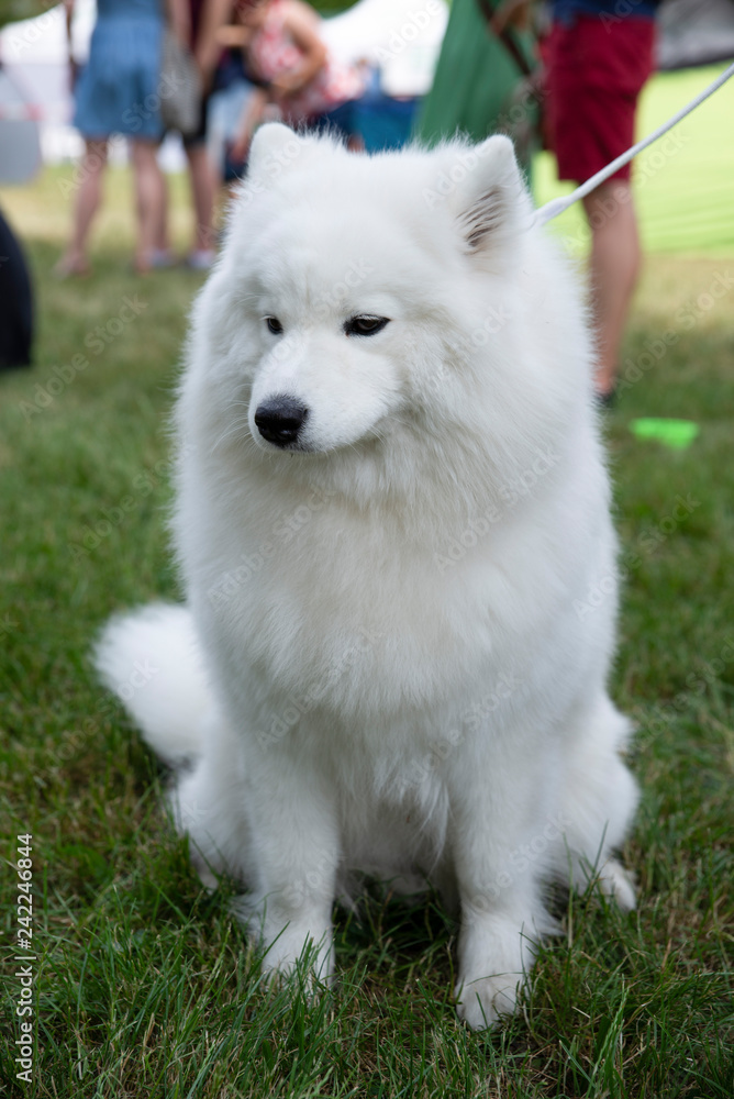 close up on white samoyed dog on grass