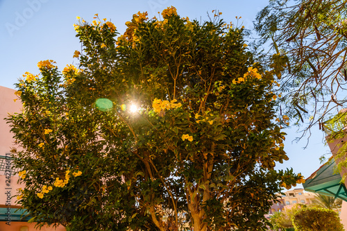 Bush of the blossoming tecoma stans also called ginger thomas, trumpet flower or yellow elder photo