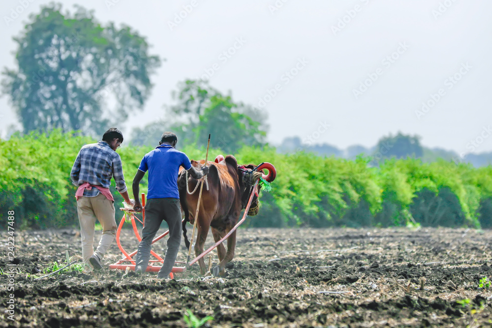 indian farmer working  at  field