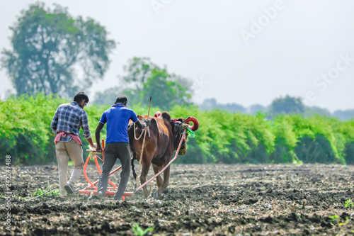 indian farmer working at field