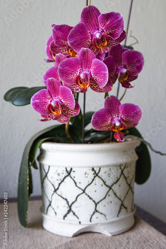pink orchid in pot