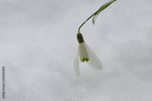 Snowdrop. Galantus. Snowdrop flower close-up in the snow. White flower on white snow.Spring flowers. Floral  spring background photo