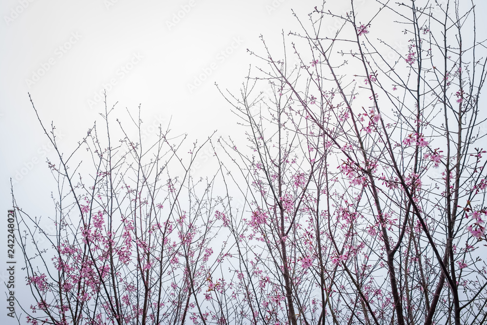 Thai Sakura Starting Blossom at Phu Hin Rong Kla National Park Thai Sakura Starting Blossom at Phu Hin Rong Kla National Park
