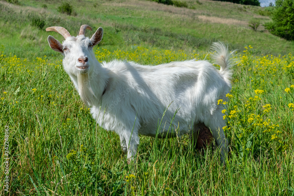 Obraz premium Goat on the meadow